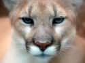Cougar on Random World's Most Beautiful Animals