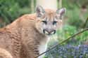 Cougar on Random Deadliest Texas Animals That'll Make You Watch Your Step In Lone Star State