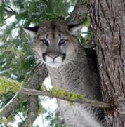 Cougar