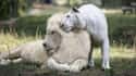 Lion on Random Incredible Albino (and Leucistic) Animals