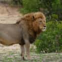 Lion on Random Worst Dads In Animal Kingdom