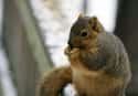 Squirrel on Random Truly Strange Infestations That Could Be Taking Over Your House Right Now