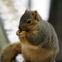 Squirrel on Random Truly Strange Infestations That Could Be Taking Over Your House Right Now