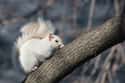 Squirrel on Random Mind-Blowing Photos Of Half Albino (AKA Leucistic) Animals