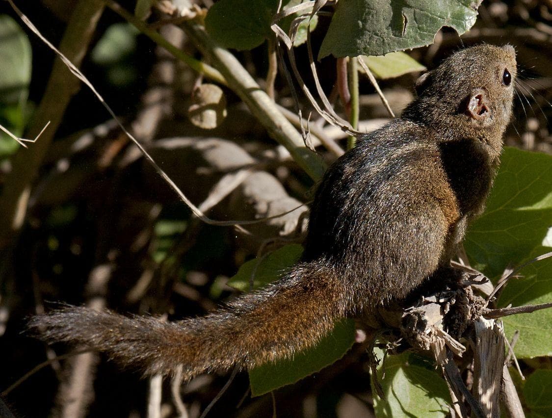 The Best Animals To Hunt For Beginners, Ranked By Hunters