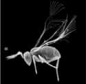 Wasp on Random Fascinating, Borderline Unbelievable Animal Brains