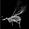 Wasp on Random Fascinating, Borderline Unbelievable Animal Brains