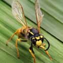Wasp on Random Animals You Would Not Want To Be Reincarnated As