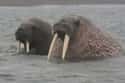 Walrus on Random Crazy Animals Of Polar Regions That Couldn't Exist Anywhere Else