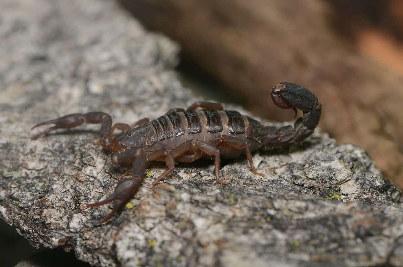 Scorpions Can Make Dozens Of Babies On Their Own