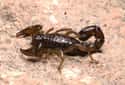Scorpion on Random Truly Strange Infestations That Could Be Taking Over Your House Right Now