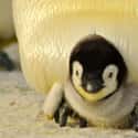 Penguin on Random Animals with the Cutest Babies