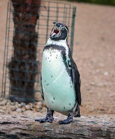 15 Terrifying Animal Mouths That Are Upsetting To Even Look At