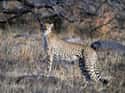 Cheetah on Random World's Most Beautiful Animals