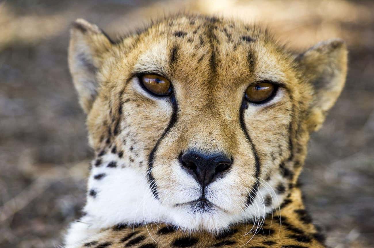 Aries: Cheetah