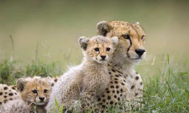 Cheetah and Cubs