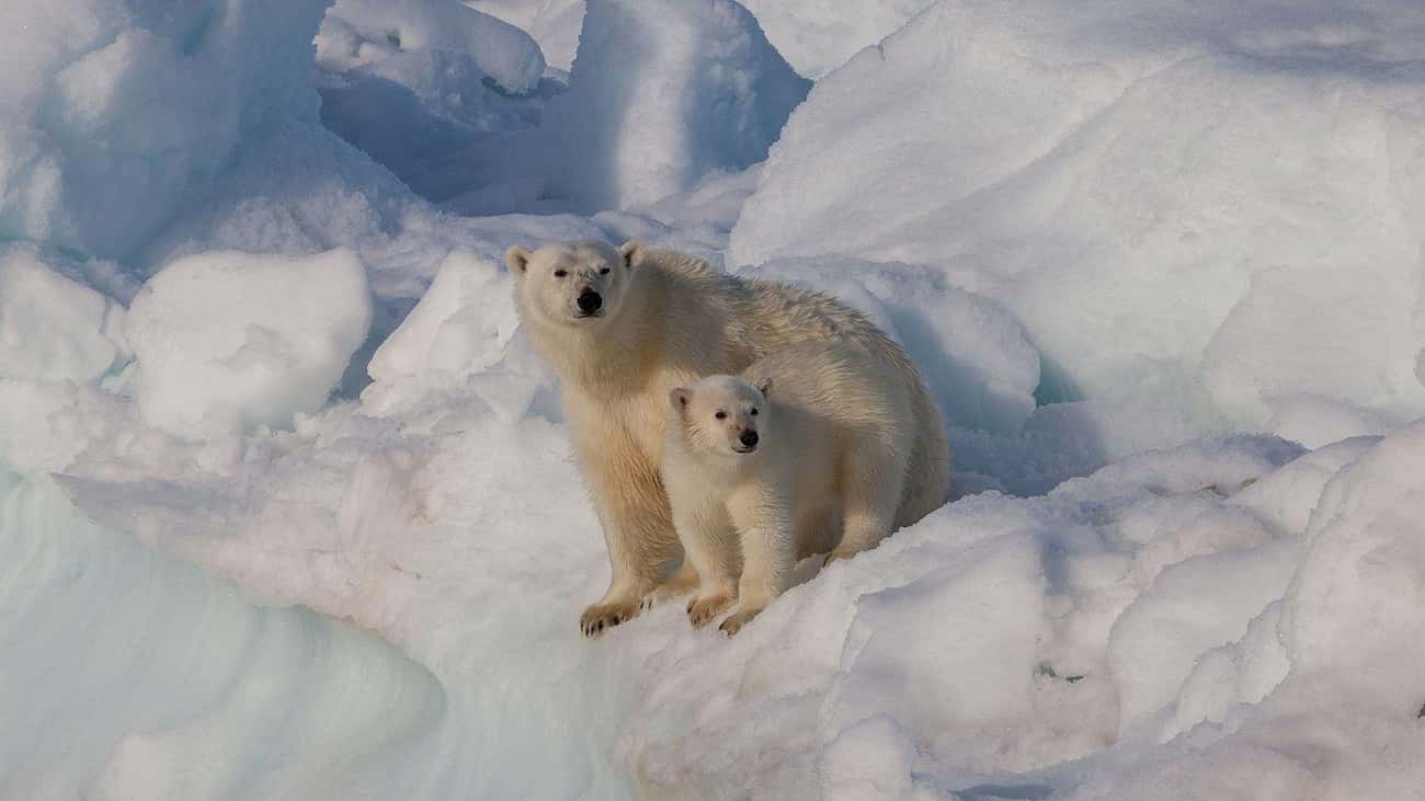 Polar Bear Moms Will Fight To The End For Their Babies