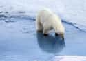 Polar Bear on Random Coolest Animals That Live In Tundra