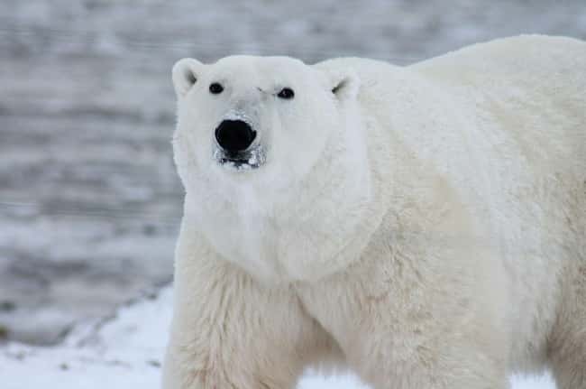 Polar Bear is listed (or ranked) 5 on the list 28 Cute Animals That You Don't Want To Mess With