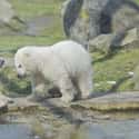 Polar Bear on Random Animals with the Cutest Babies