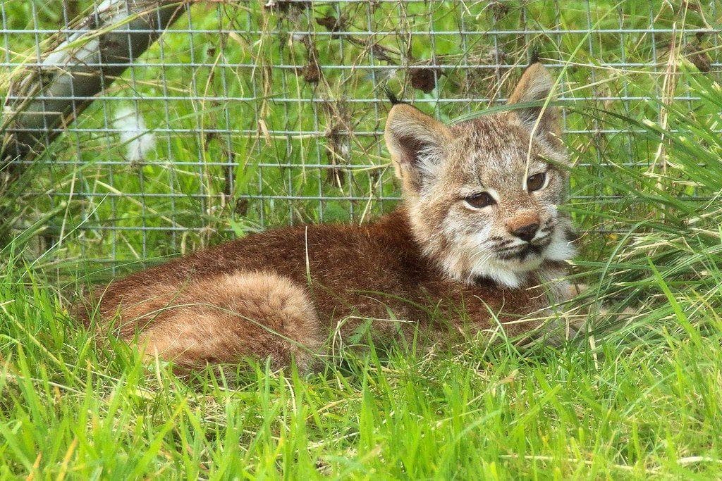 Lynx