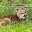 Lynx on Random Animals with the Cutest Babies