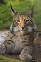 Lynx on Random World's Most Beautiful Animals