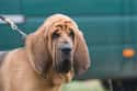 Bloodhound on Random Best Dogs for Kids