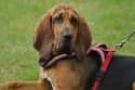 Bloodhound on Random Very Best Dog Breeds