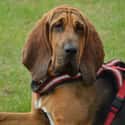 Bloodhound on Random Very Best Dog Breeds