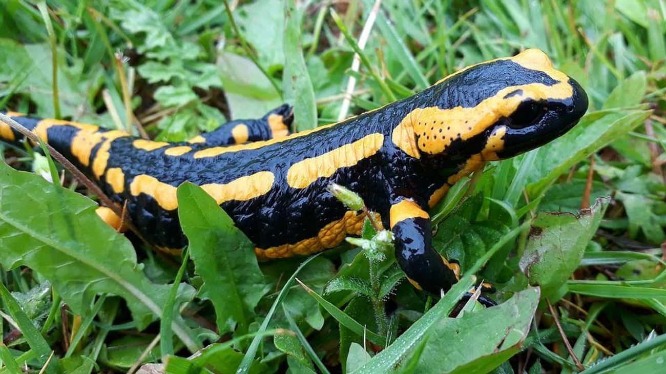 A Salamander Superhero *Might* Be the Cutest Thing Ever