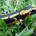 Salamander on Random Real Animals That Literally Have Superpowers