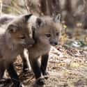 Red Fox on Random Animals with the Cutest Babies