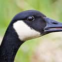 Canada Goose on Random Weirdest And Scariest Bird Beaks