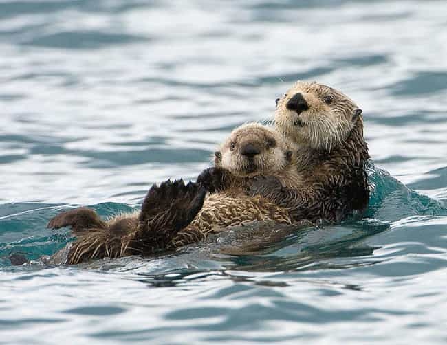 Otter and Whelp