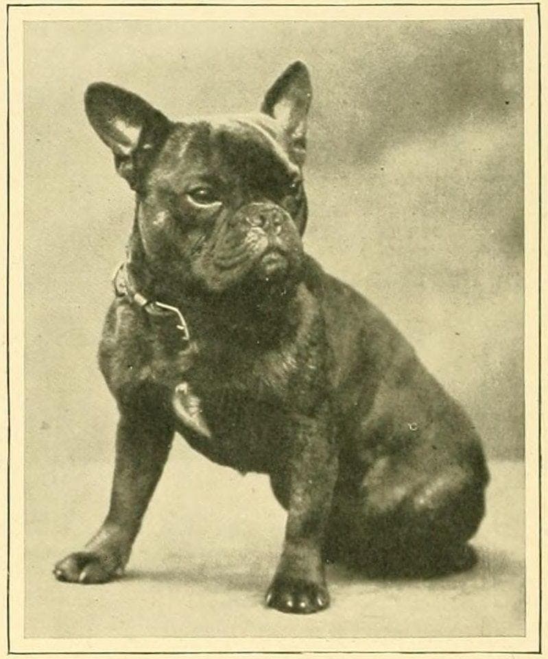19-fascinating-photos-of-what-dog-breeds-used-to-look-like