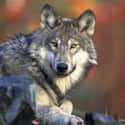 Gray Wolf on Random Invasive Animals You Can Actually Get Paid To Hunt