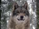 Gray Wolf on Random Predators You Can Own As A Pet