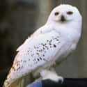 Hedwig on Random Greatest Harry Potter Characters