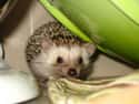 Hedgehog on Random Best Pets for Kids