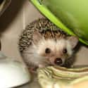 Hedgehog on Random Best Pets for Kids