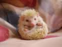 Hedgehog on Random Incredible Albino (and Leucistic) Animals