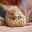 Hedgehog on Random Incredible Albino (and Leucistic) Animals
