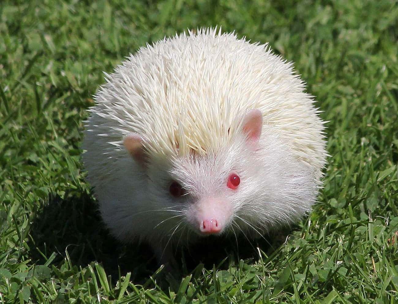 This Little Hedgehog Has A Piercing Stare
