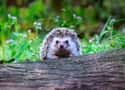 Hedgehog on Random Weirdest Animals You Can Legally Own In US