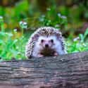 Hedgehog on Random Weirdest Animals You Can Legally Own In US