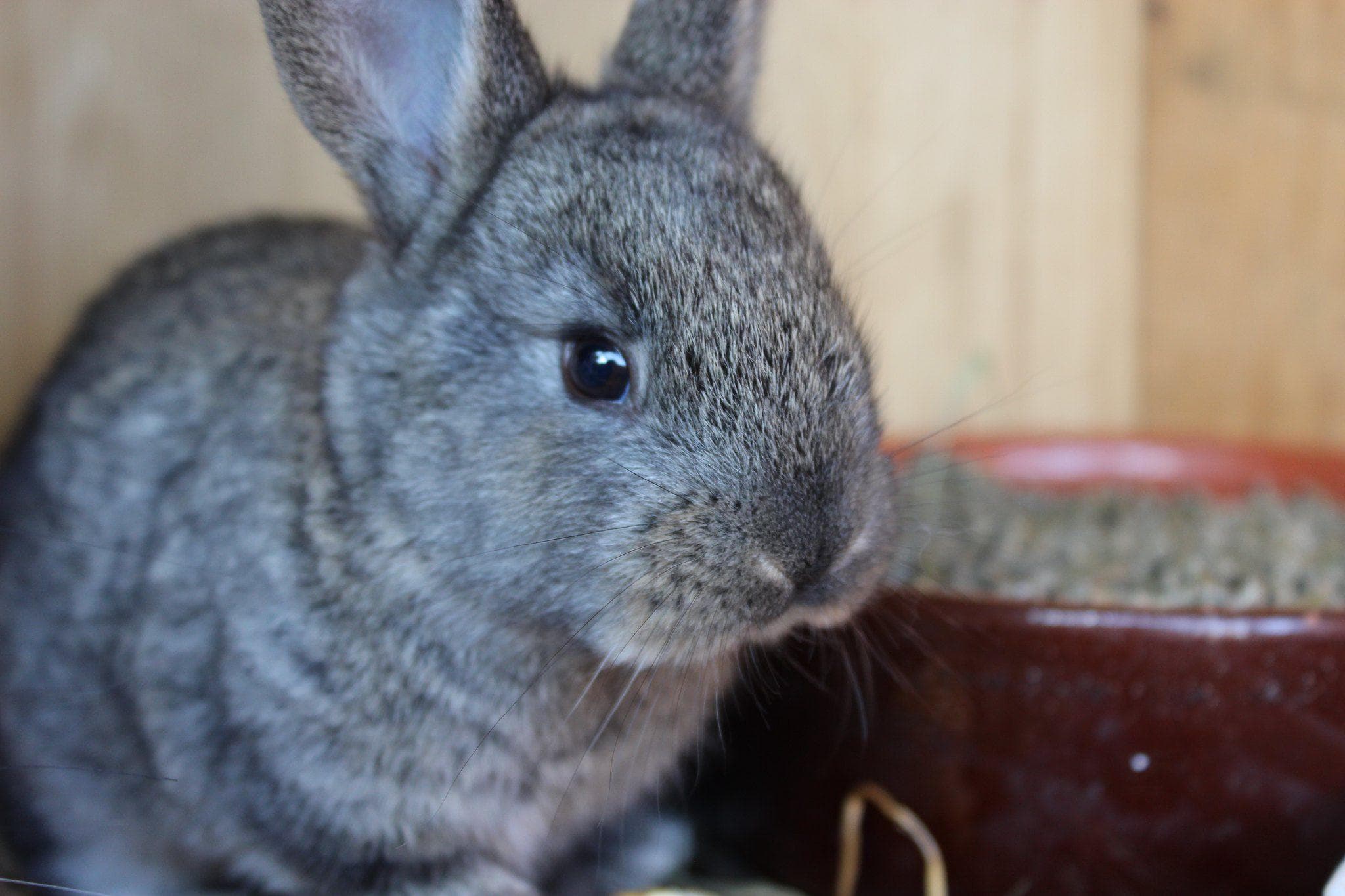 20 Super Creepy Animal Facts That Are Actually Pretty Upsetting