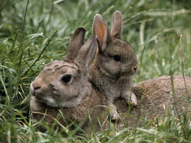 Rabbit and Bunny