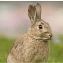 Rabbit on Random Animals Looked Like Before Humans Started Breeding Them For Food