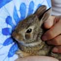 Rabbit on Random Animals with the Cutest Babies